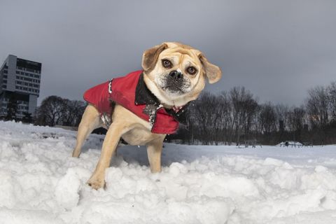 Ruffin' It dog photo 1