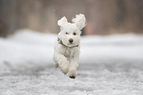 Ruffin' It dog photo 3