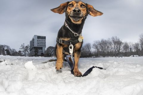 Ruffin' It dog photo 4