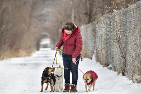 Ruffin' It dog photo 6