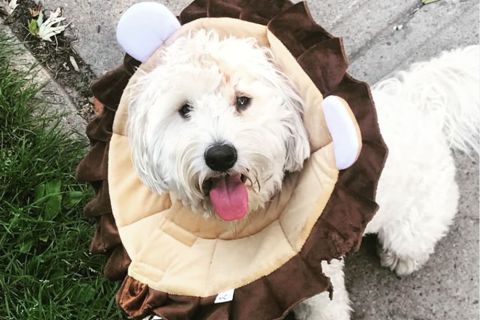 Ruffin' It dog photo 7