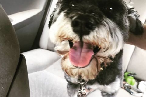 Ruffin' It dog photo 11