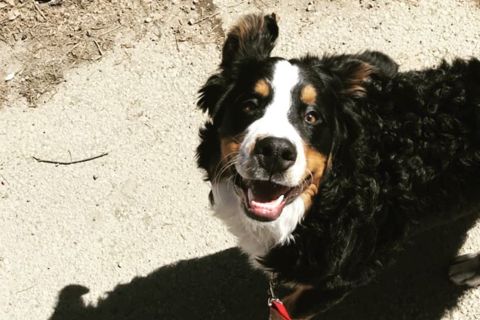 Ruffin' It dog photo 13