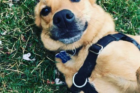 Ruffin' It dog photo 16