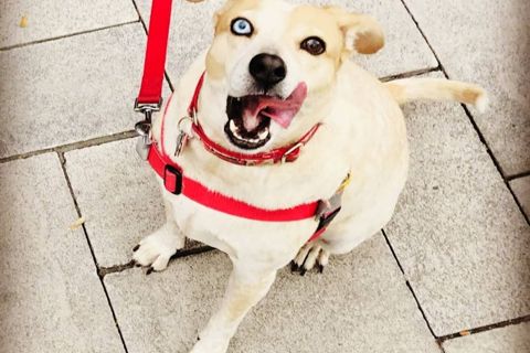 Ruffin' It dog photo 17