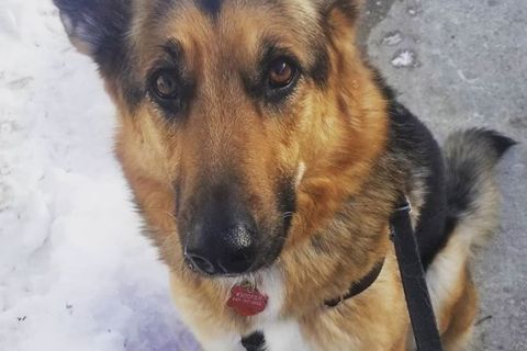 Ruffin' It dog photo 18