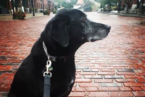 Ruffin' It dog photo 19