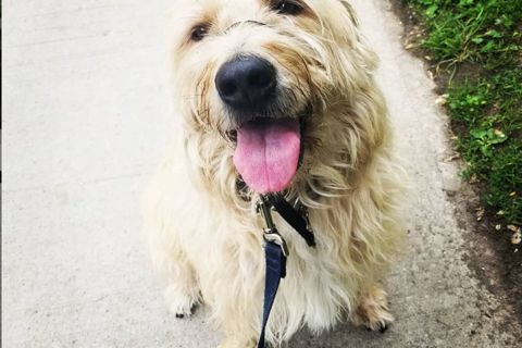 Ruffin' It dog photo 20