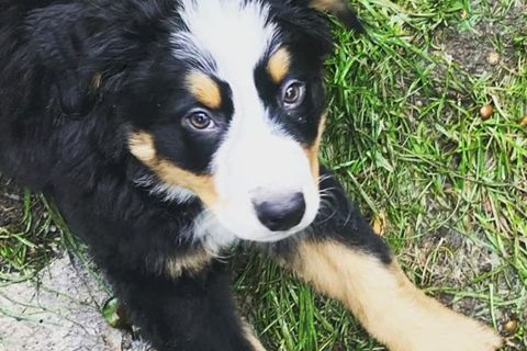Ruffin' It dog photo 21