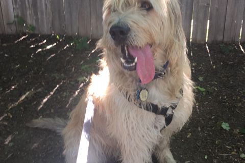 Ruffin' It dog photo 22