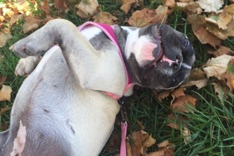 Ruffin' It dog photo 24