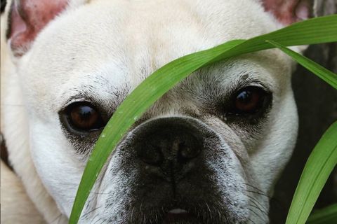 Ruffin' It dog photo 26