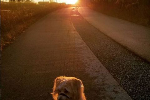 Ruffin' It dog photo 27