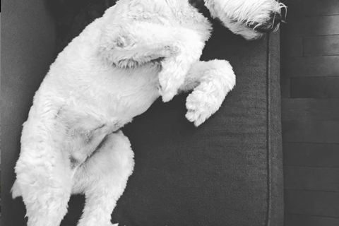 Ruffin' It dog photo 31