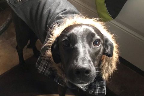 Ruffin' It dog photo 32