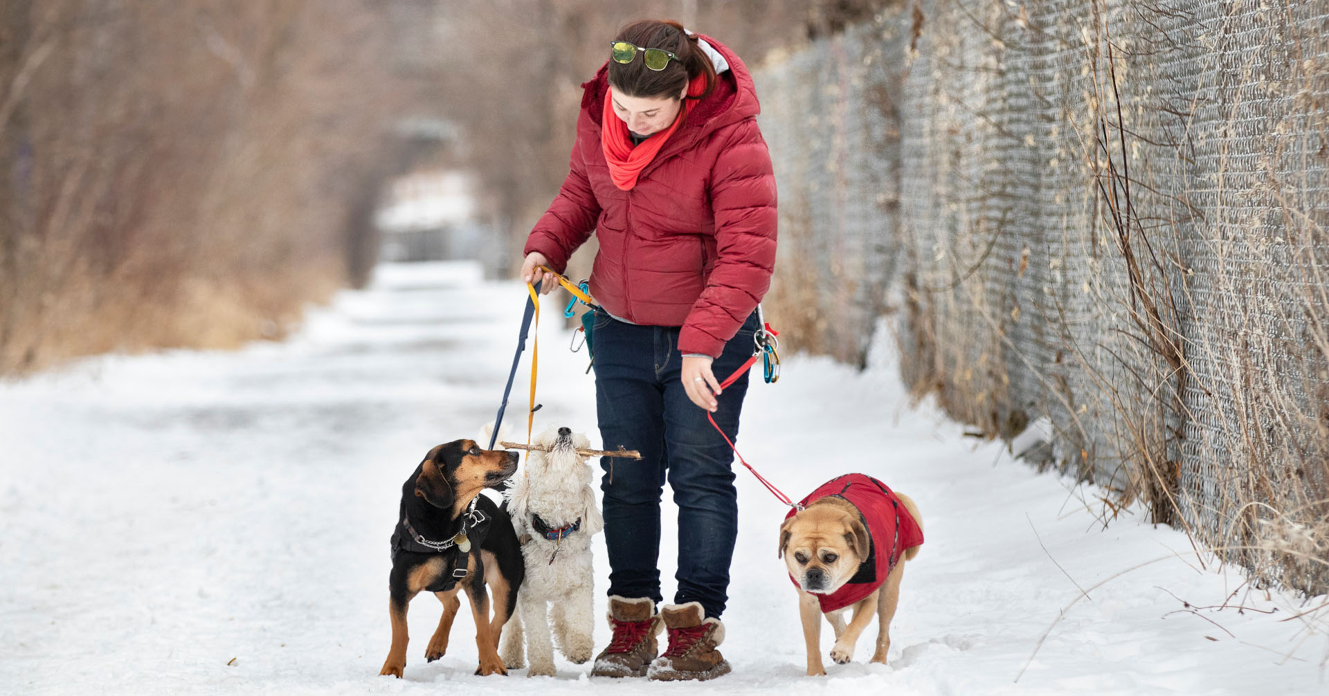 Erin walking three dogs on a snowy path