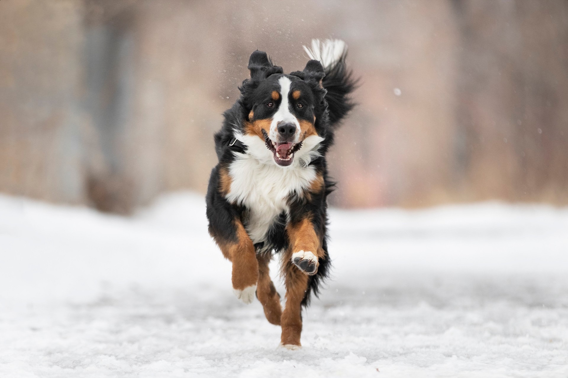 Dogs out on a Ruffin' It walk